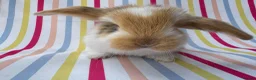 French Lop rabbits for sale: Pure breed Baby Giant French Lops Rabbits - Advert 17