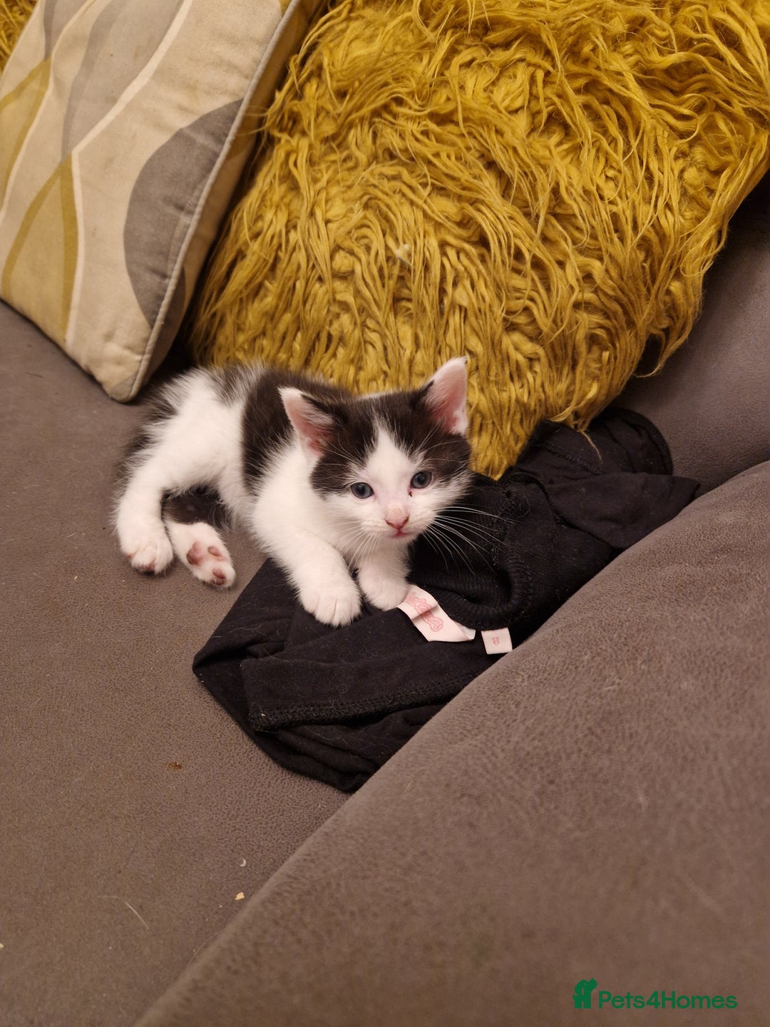 Mixed Breed cats for sale: Playful kittens looking for their furever homes  - Advert 11