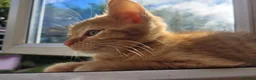 Mixed Breed cats for sale: Stunning Part Siamese Kittens. in Wrexham - Advert 15