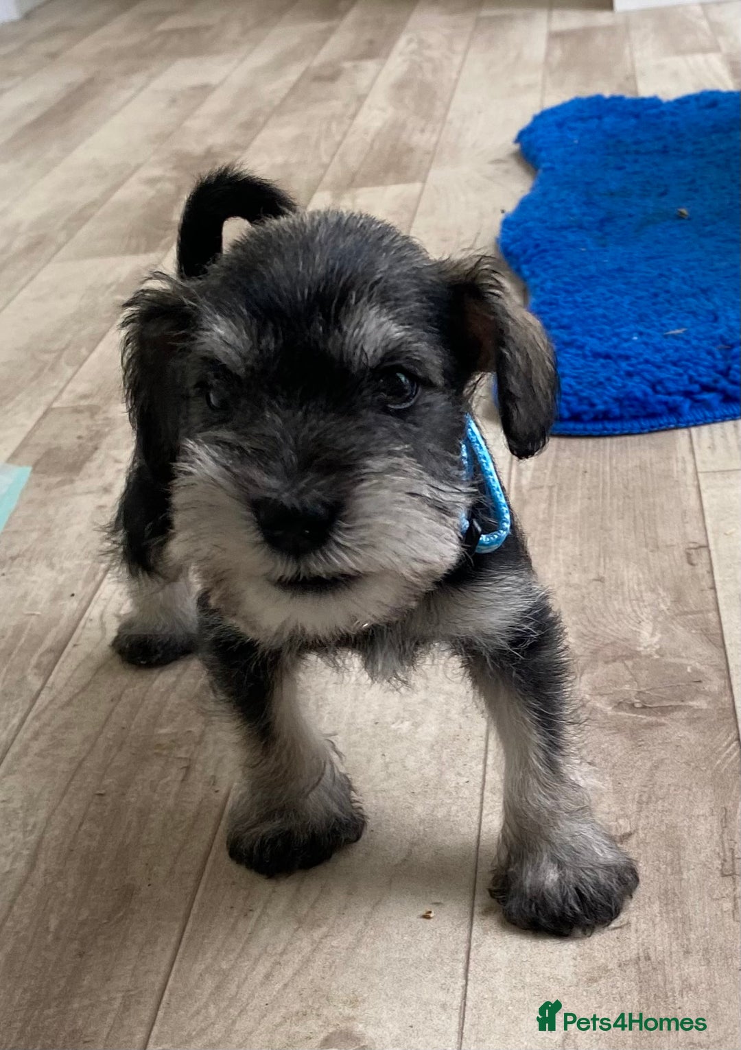 Miniature Schnauzer dogs for sale: Miniature Schnauzer Puppies-  - Image 21