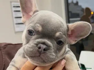 French Bulldog dogs Lilac tan French bulldog puppies - Advert 1