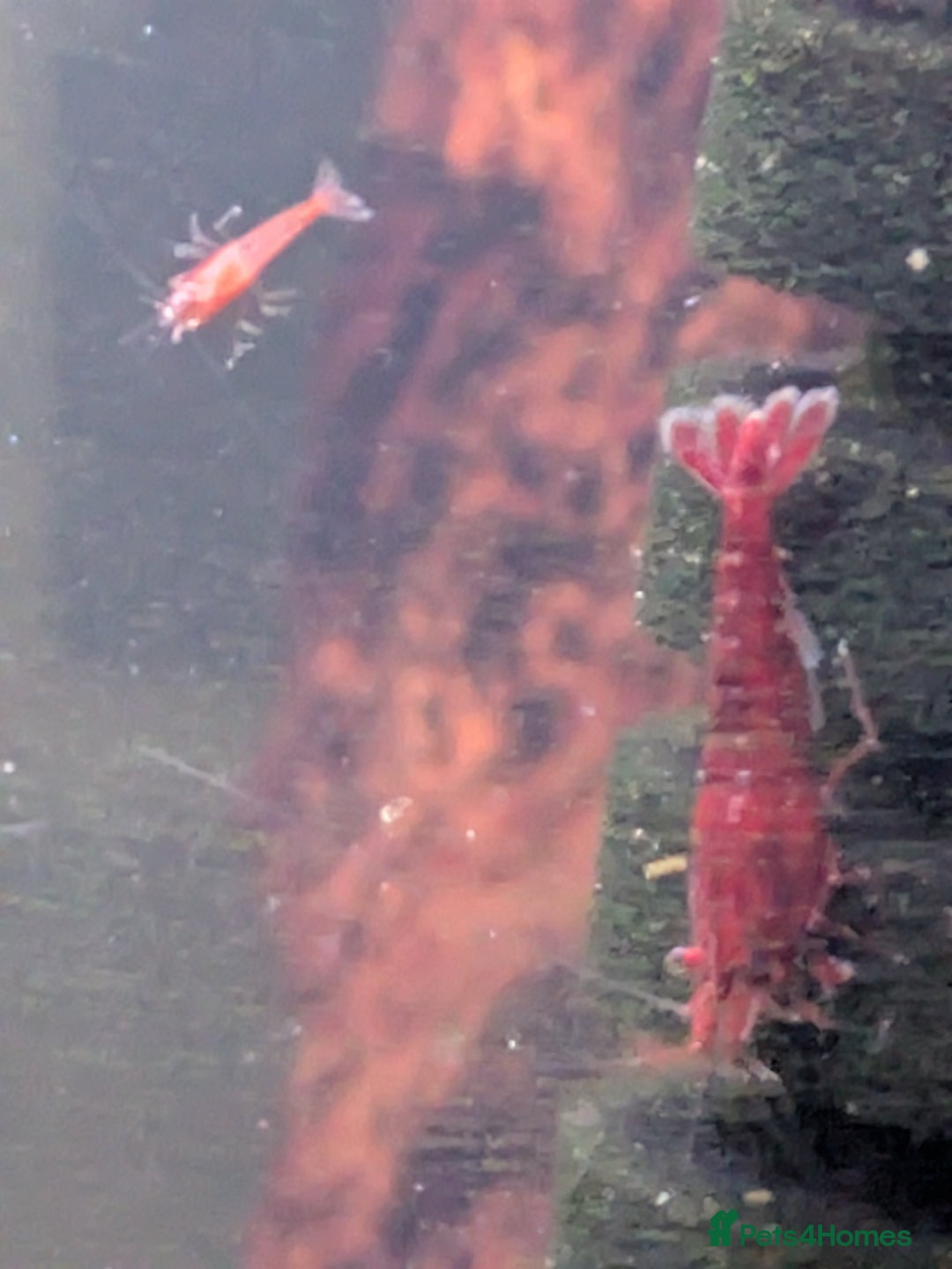 Shrimps fish for sale: Cherry shrimp plus plain shrimp  - Image 1