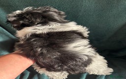 Mixed Breed dogs for sale: Biewer Terrier 2 boys , parents DNA tested. - Image 11