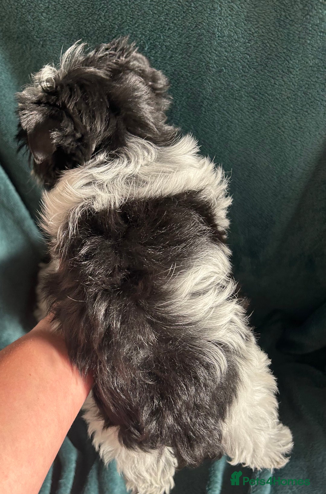 Mixed Breed dogs for sale: Biewer Terrier 2 boys , parents DNA tested. - Image 11