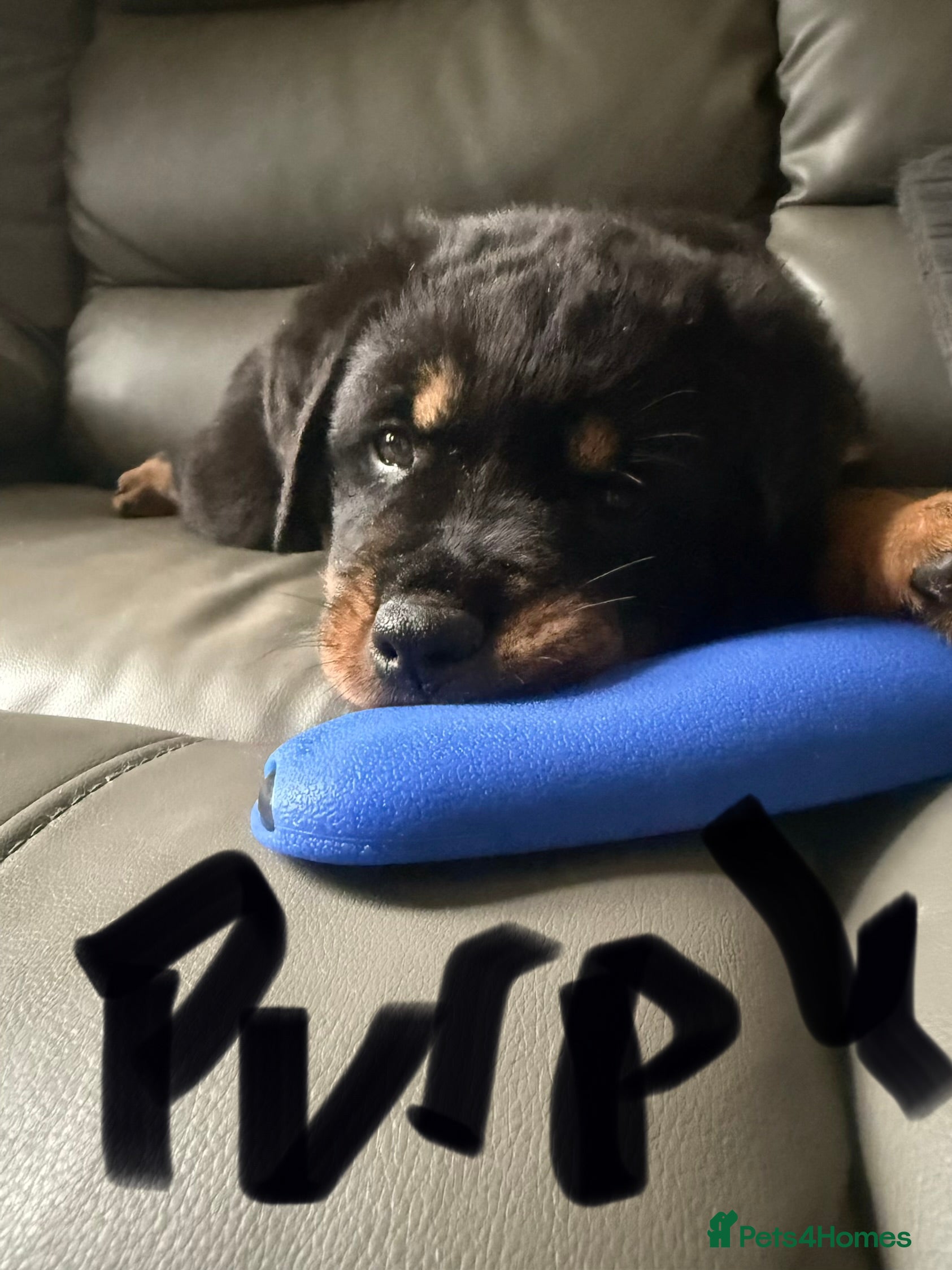 Rottweiler dogs Stunning pups 3 rare - Advert 2