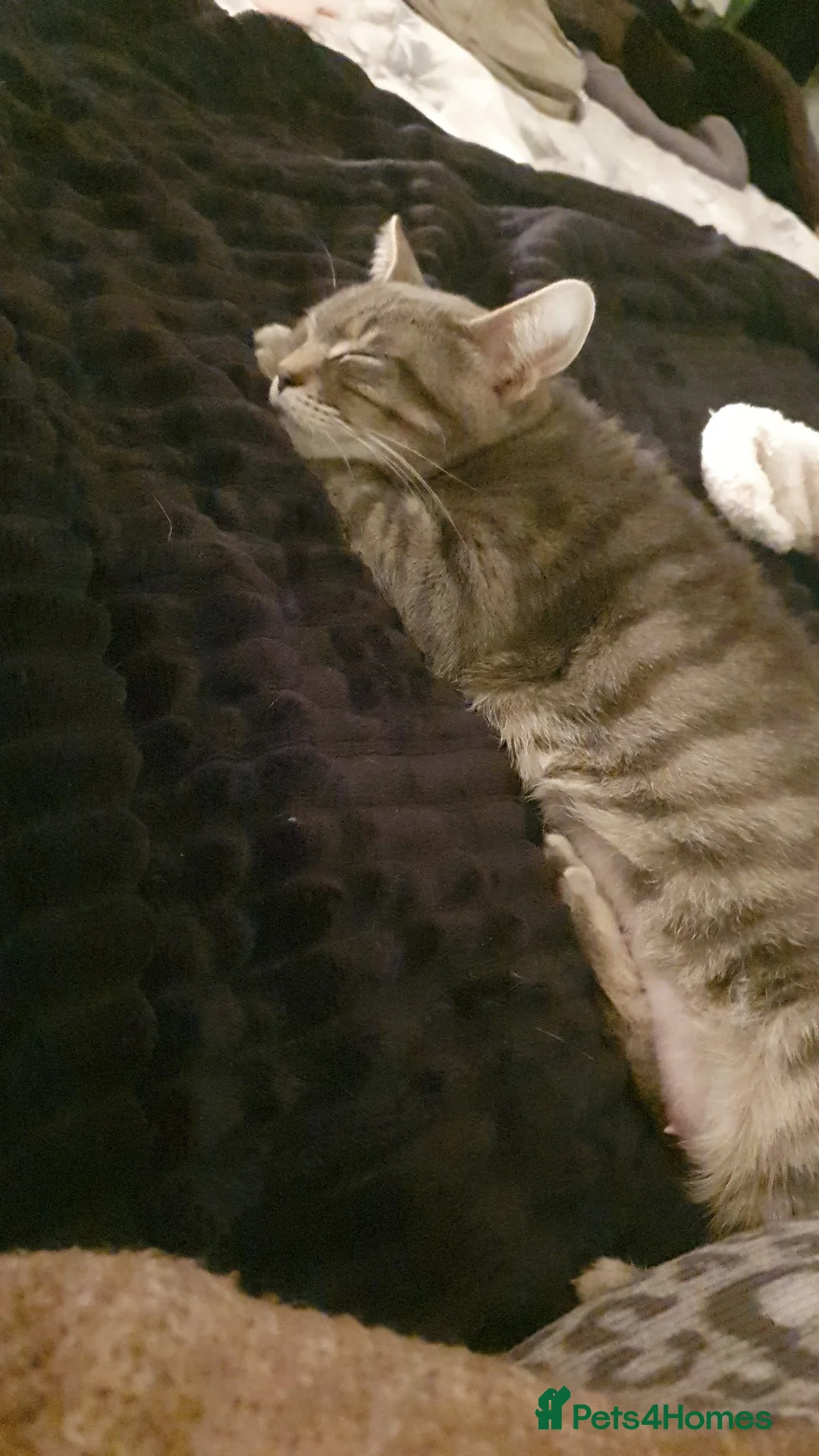 Mixed Breed cats for sale: Grey tabby female in Burnley - Advert 7