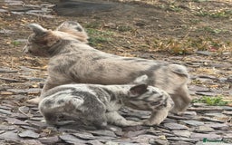French Bulldog dogs for sale: L4/L5 Fluffy Frenchies - Image 20