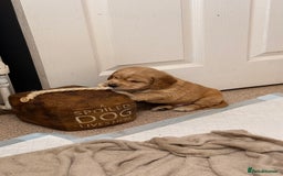 Cocker Spaniel dogs for sale: Show Cocker Spaniel- Only Boy In The Litter - Image 6