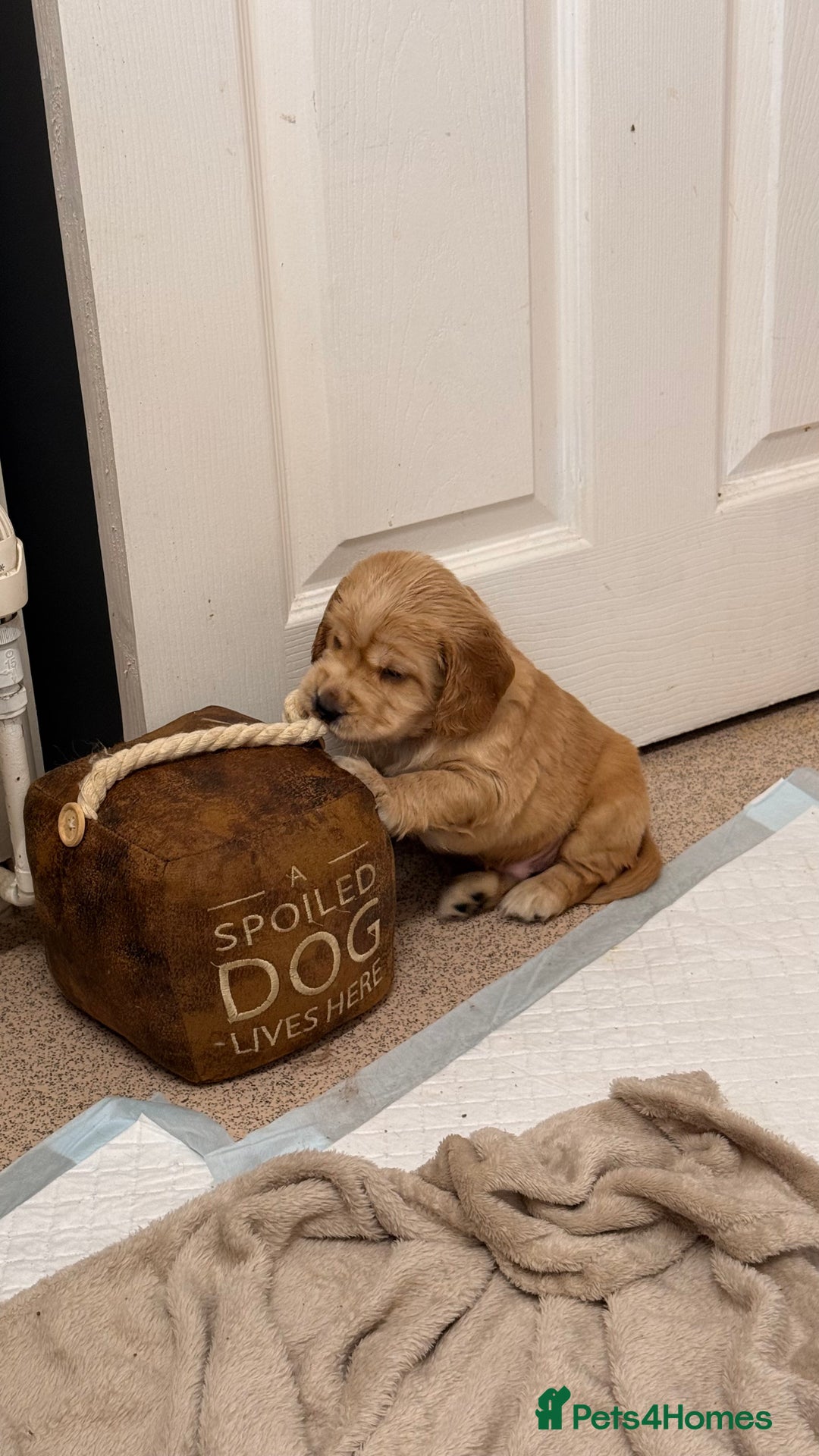 Cocker Spaniel dogs for sale: Show Cocker Spaniel- Only Boy In The Litter - Image 6