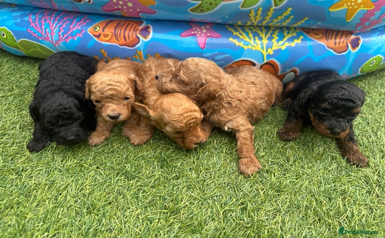 Toy Poodle dogs - Advert 4