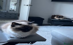 Ragdoll cats for sale: Male and female ragdoll lifelong couple - Image 3