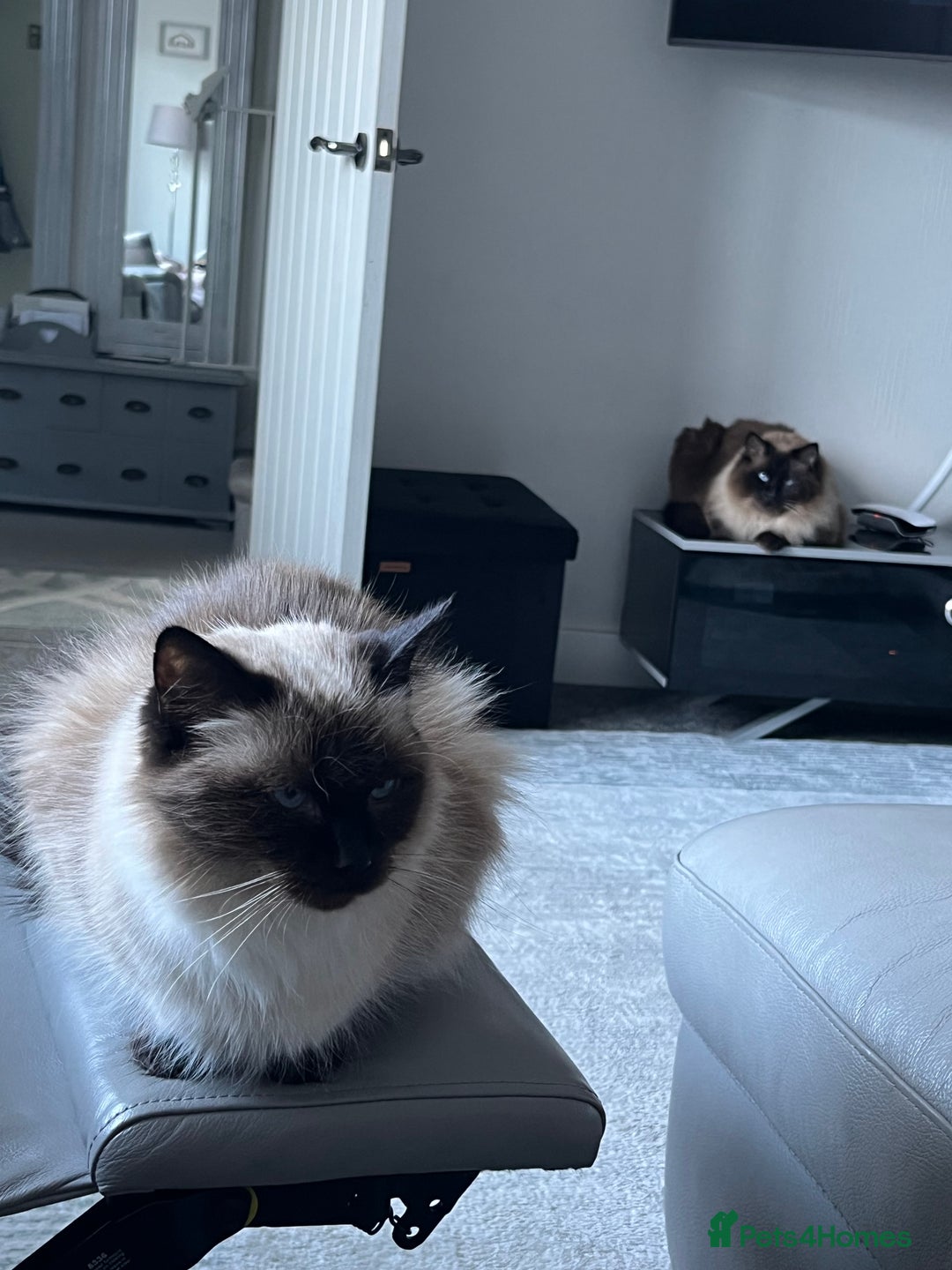 Ragdoll cats for sale: Male and female ragdoll lifelong couple - Image 3