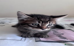 Mixed Breed cats for sale: Maine Coon Cross Kittens  - Image 6