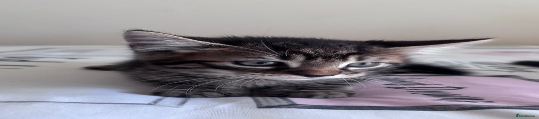 Mixed Breed Kitten 2
