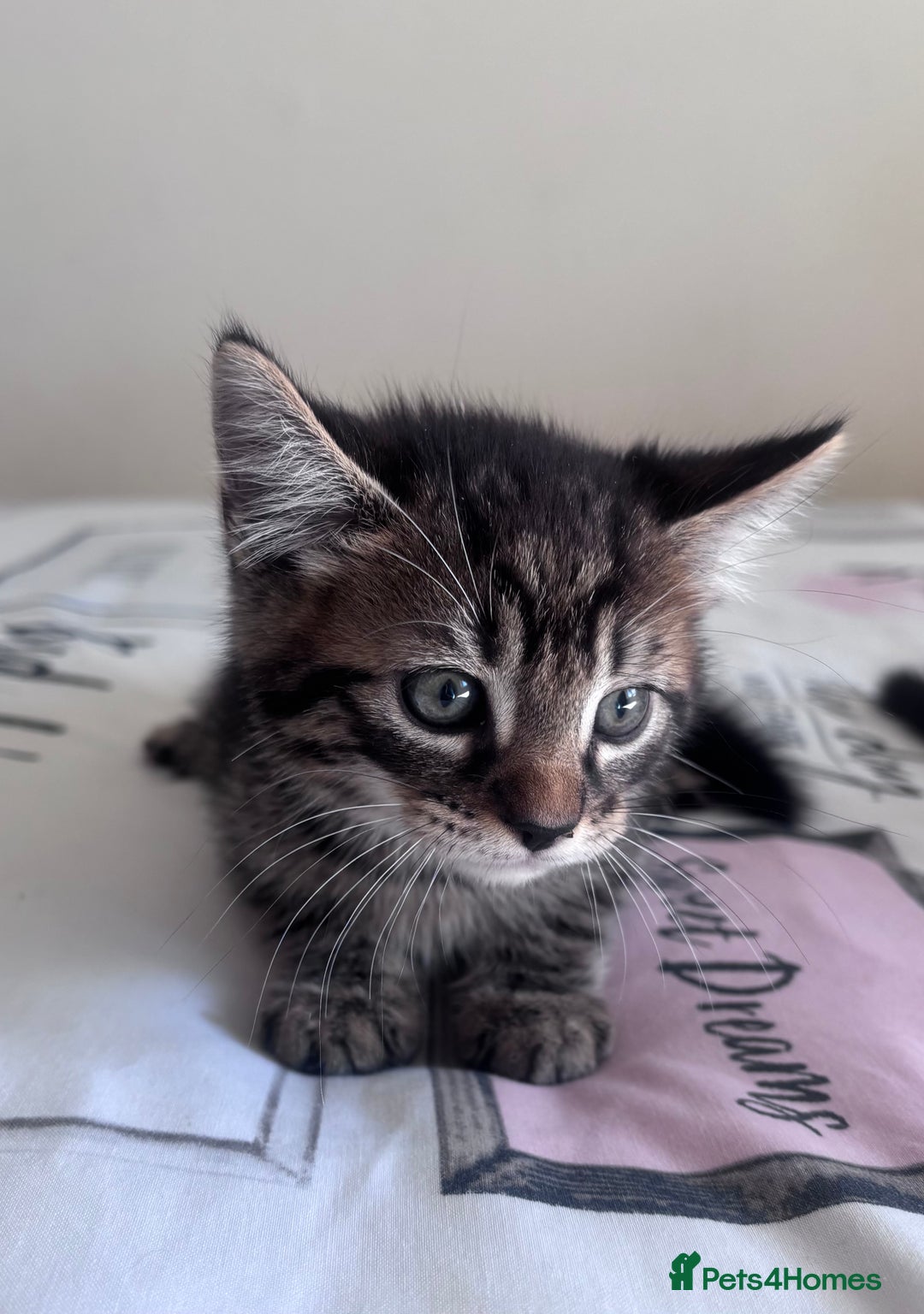 Mixed Breed cats for sale: Maine Coon Cross Kittens  - Image 6