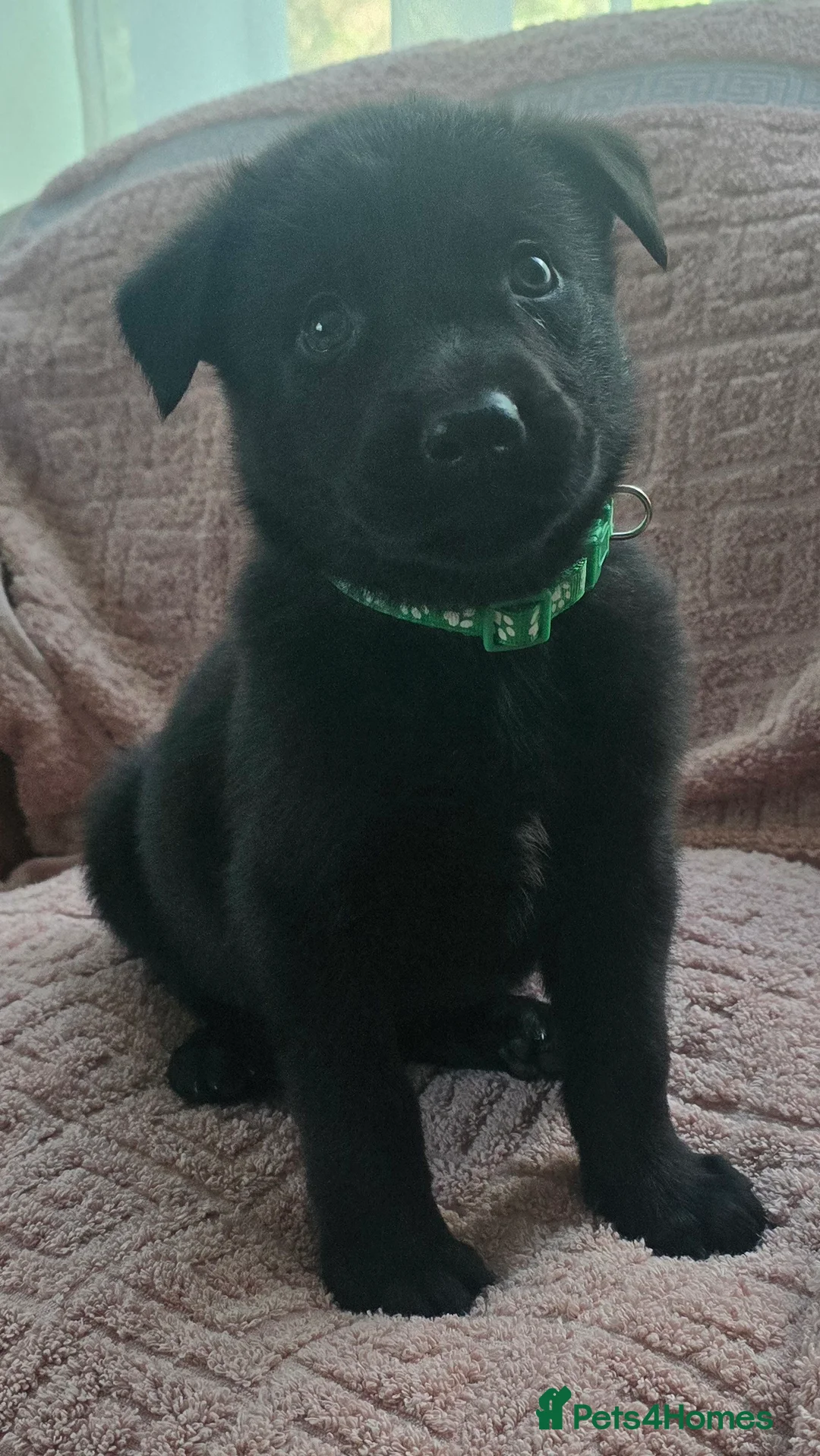 Belgian Shepherd Dog dogs for sale: Belgian malinois puppies KNVP  - Advert 2