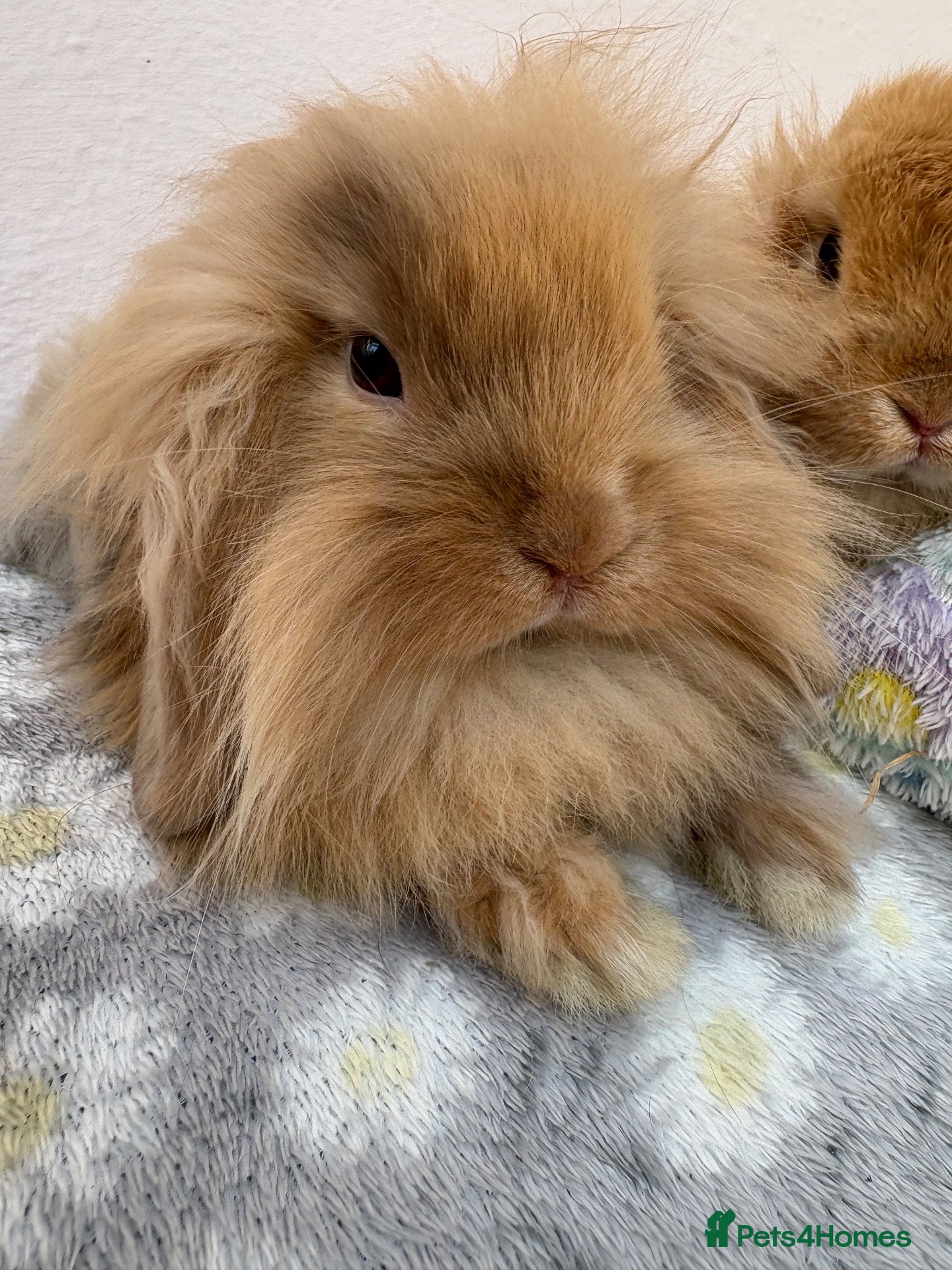 Mini Lop rabbits Mini lops-raised indoors-vaccinated  - Advert 1