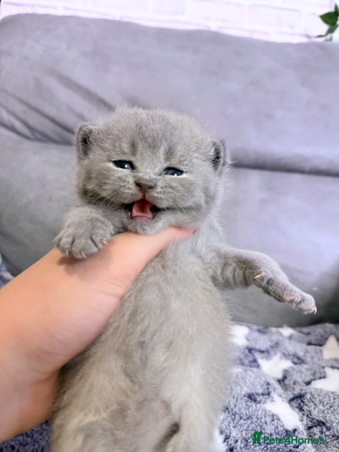 British Shorthair cats for sale: 100% Pure Pedigree Champion line Bsh Reg. Kittens - Advert 7