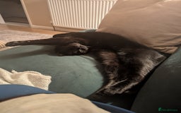 Mixed Breed cats for sale: Free for a new home - Image 3