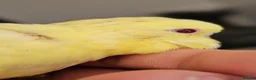 Budgerigars birds for sale: Budgies  READ DESCRIPTION!!! - Advert 4