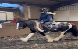 Tinker horses for sale: Piebald 12.2 6yrold gelding - Image 4
