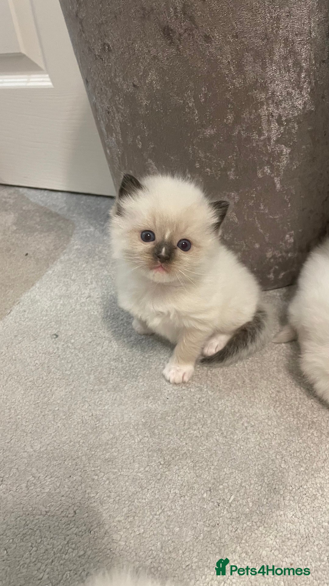 Ragdoll cats for sale: *ALL SOLD* gorgeous ragdoll kittens  - Image 4