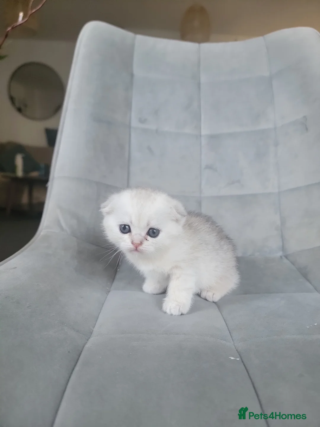 Scottish Fold cats for sale: Beautiful and healthy Scottish fold - Advert 2