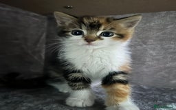 British Longhair cats for sale: Beautiful Fluffy Long-Haired British Tabby Kittens - Image 1