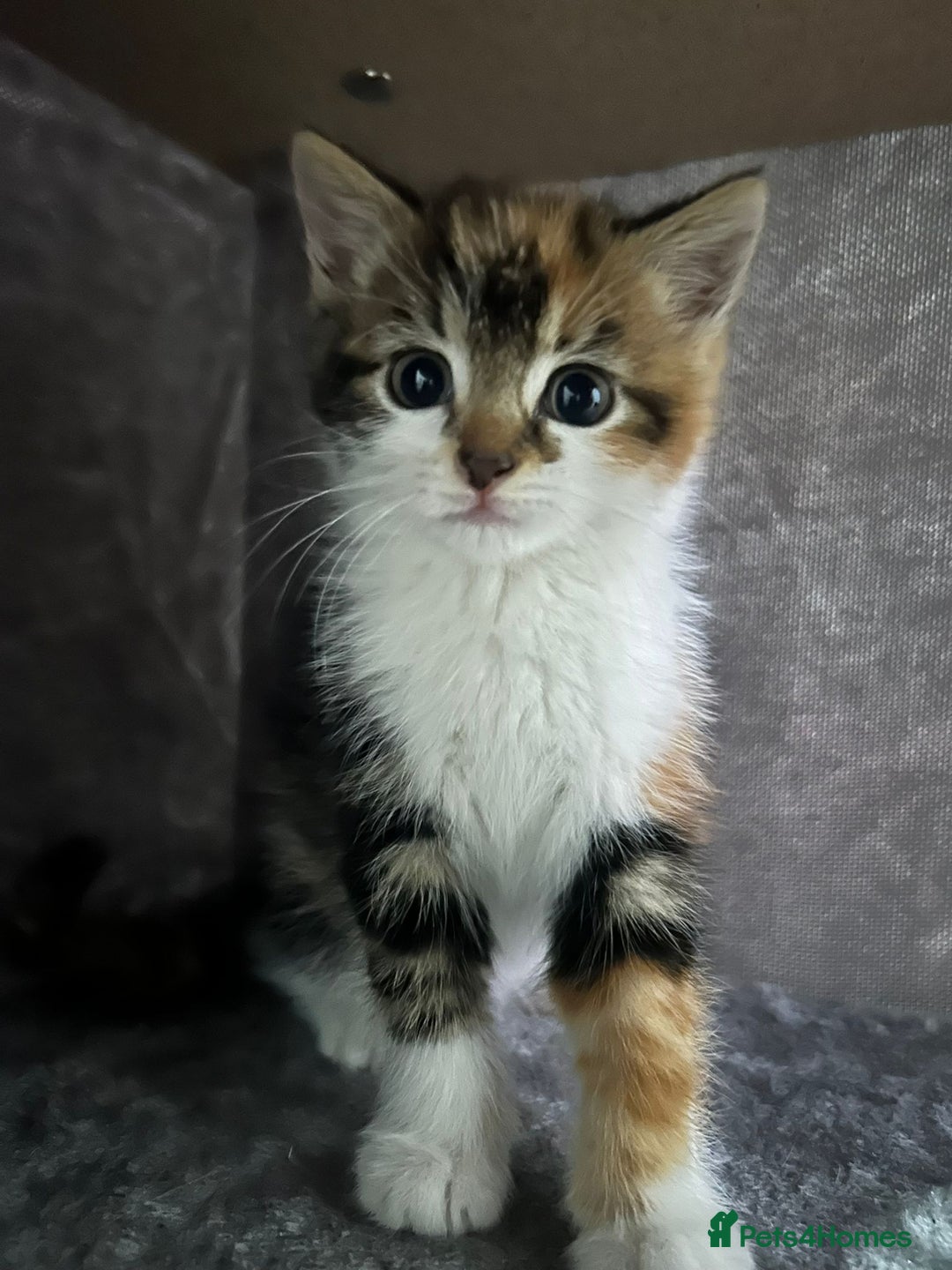 British Longhair cats for sale: Beautiful Fluffy Long-Haired British Tabby Kittens - Image 1