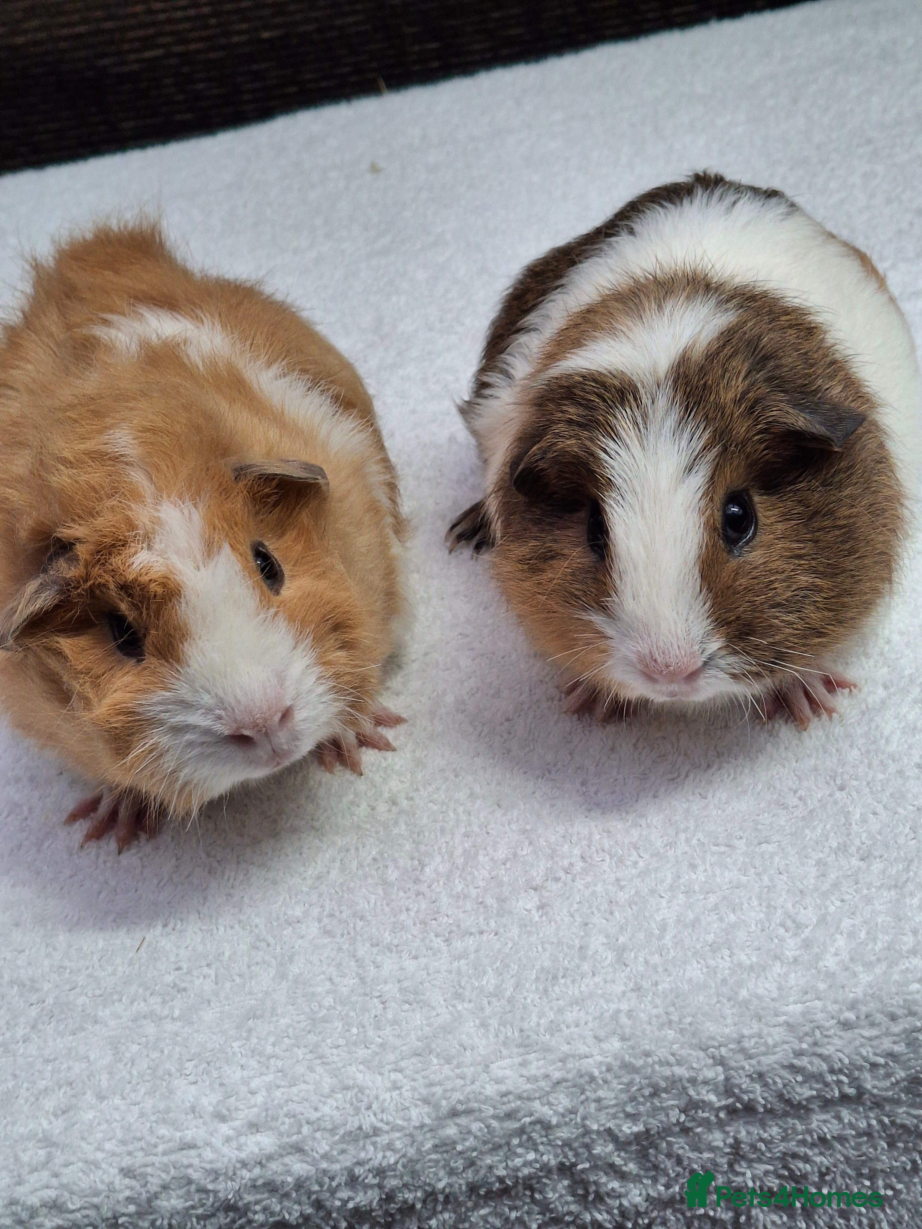 Guinea Pig rodents Baby Guineapigs  - Advert 13