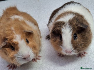 Guinea Pig rodents Baby Guineapigs - Advert 13