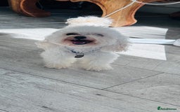 Chipoo dogs for sale: Tiny Chihuahua/ Asian Toy poodle puppies  - Image 9