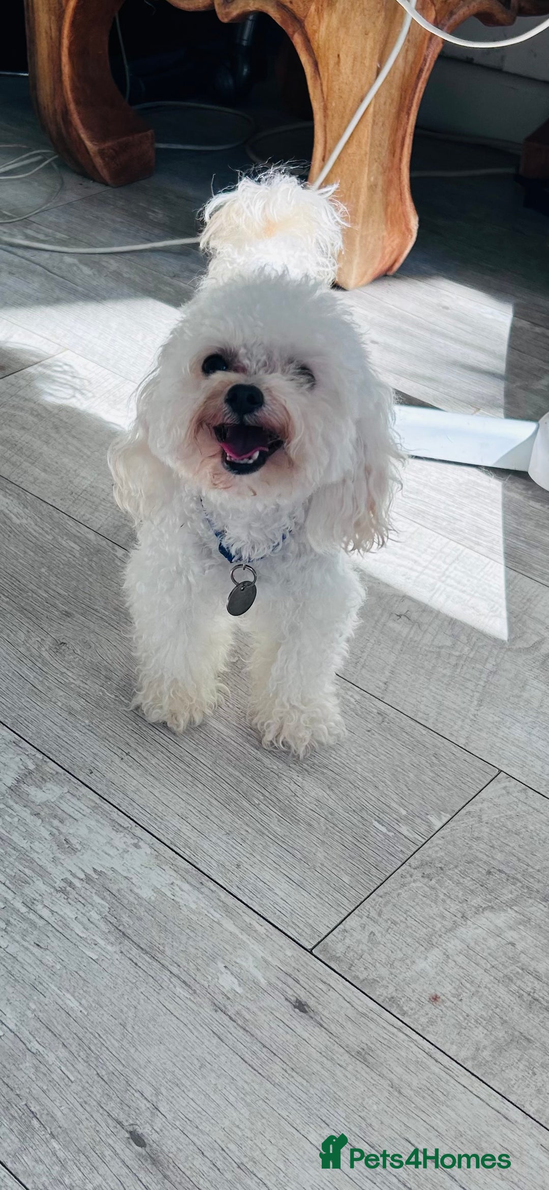 Chipoo dogs for sale: Tiny Chihuahua/ Asian Toy poodle puppies  - Image 9