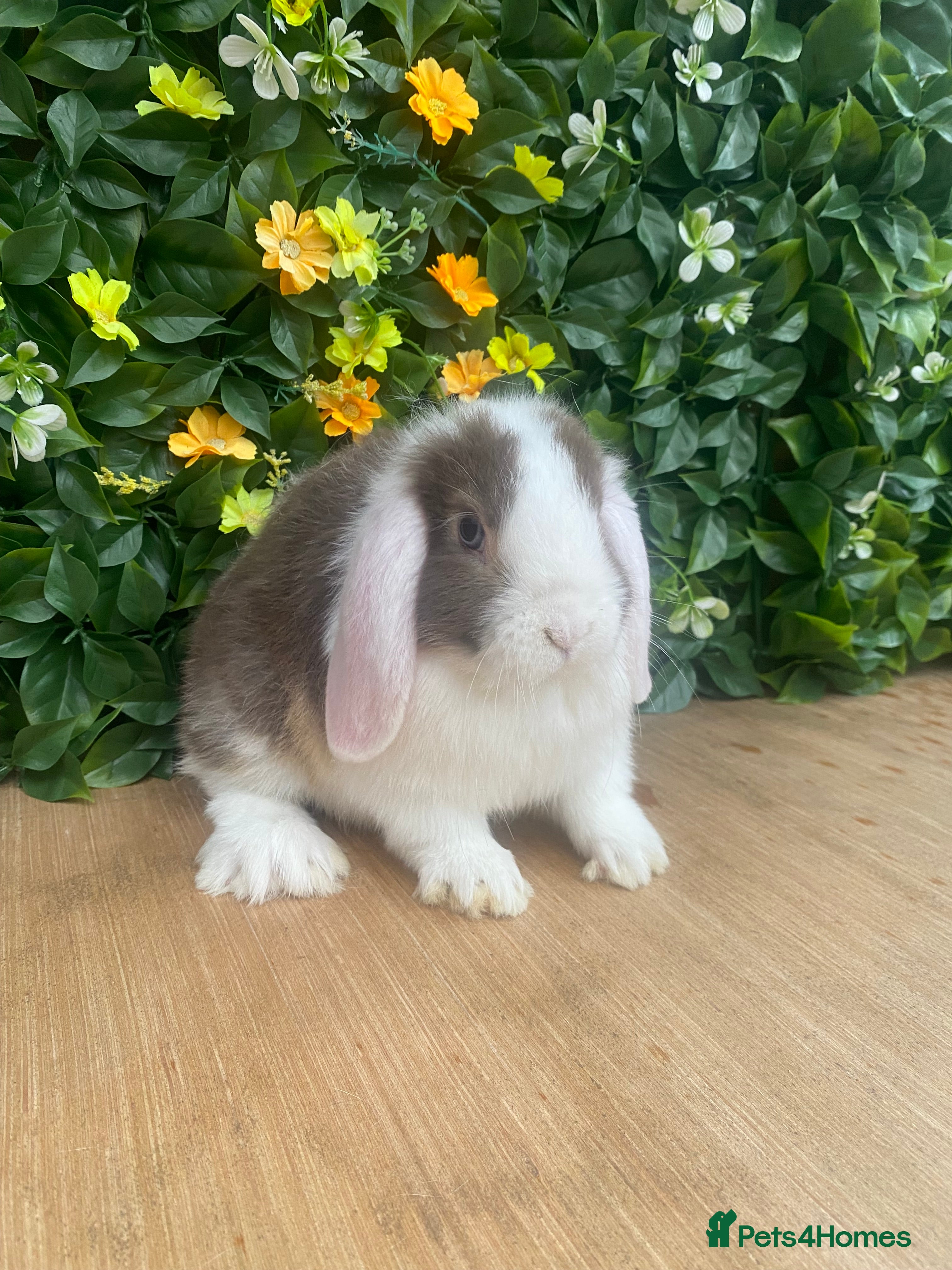 Mini Lop rabbits Mini lops ( Est since 2014 )ready 14th Feb  - Advert 15