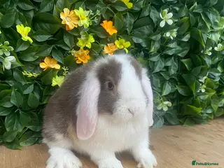 Mini Lop rabbits Mini lops ( Est since 2014 )ready 14th Feb - Advert 15