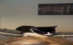 Mixed Breed cats for sale: Female kitten - Image 3