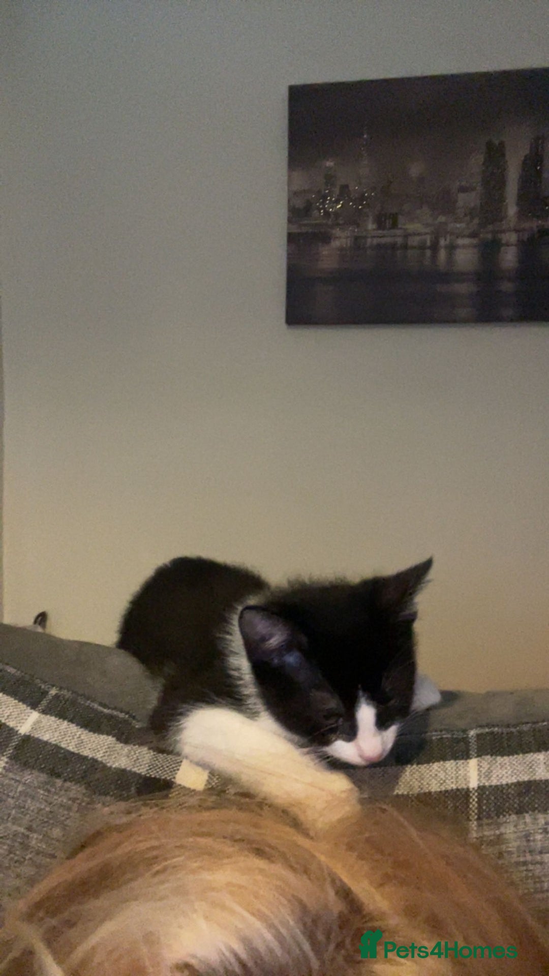 Mixed Breed cats for sale: Female kitten - Image 3