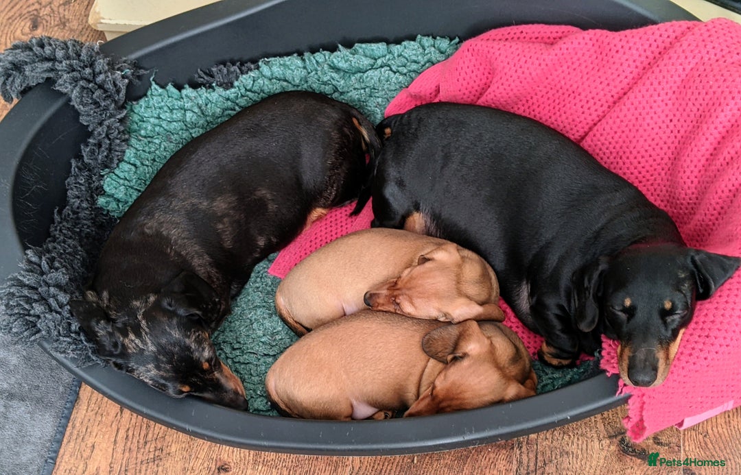 Miniature Dachshund dogs for sale: CH sired PRA IVDD mini smooth haired Dachshunds   - Advert 9