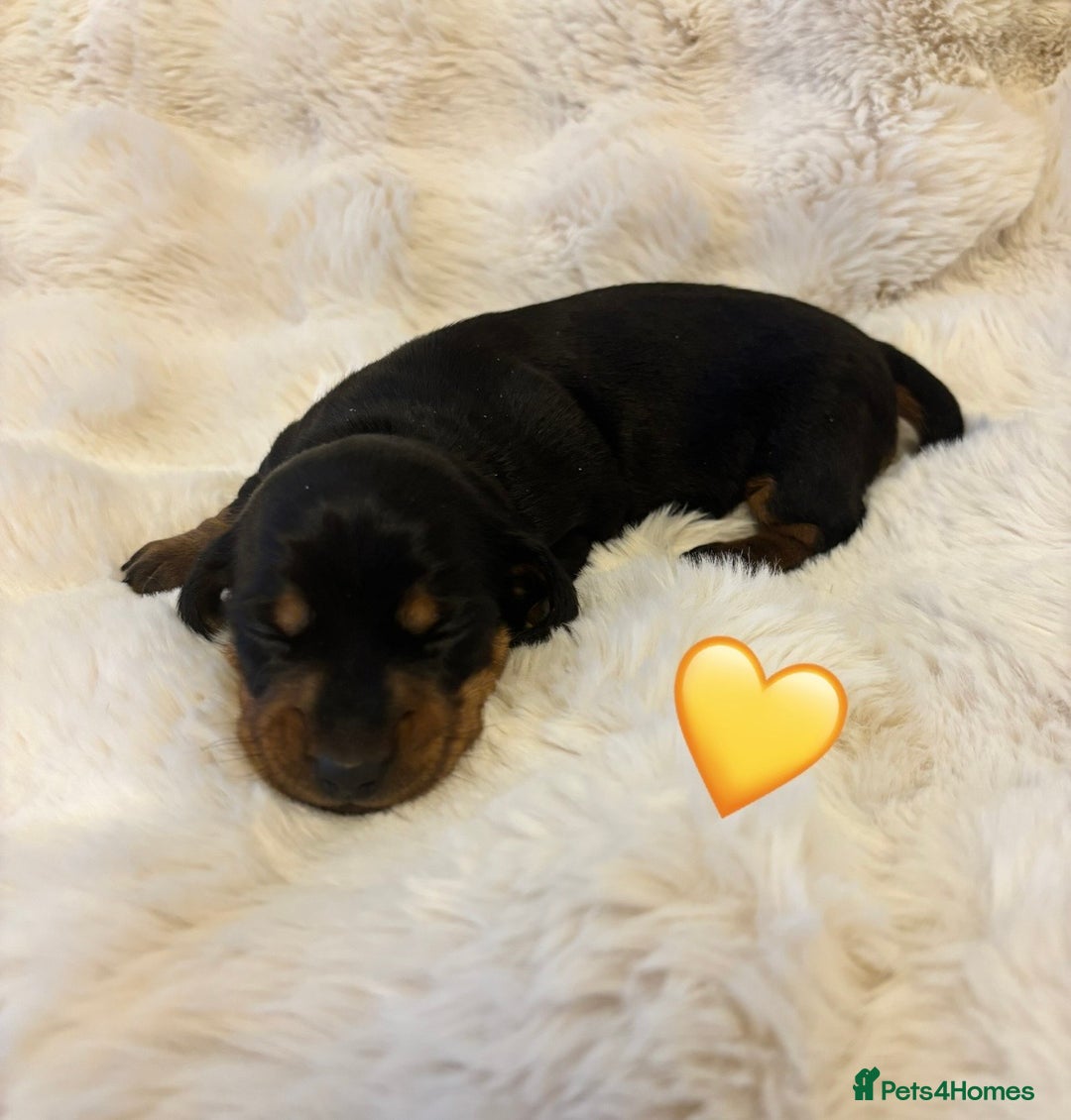 Miniature Dachshund dogs for sale: 🥇KC Registered Miniature Dachshunds Champion Line - Advert 17