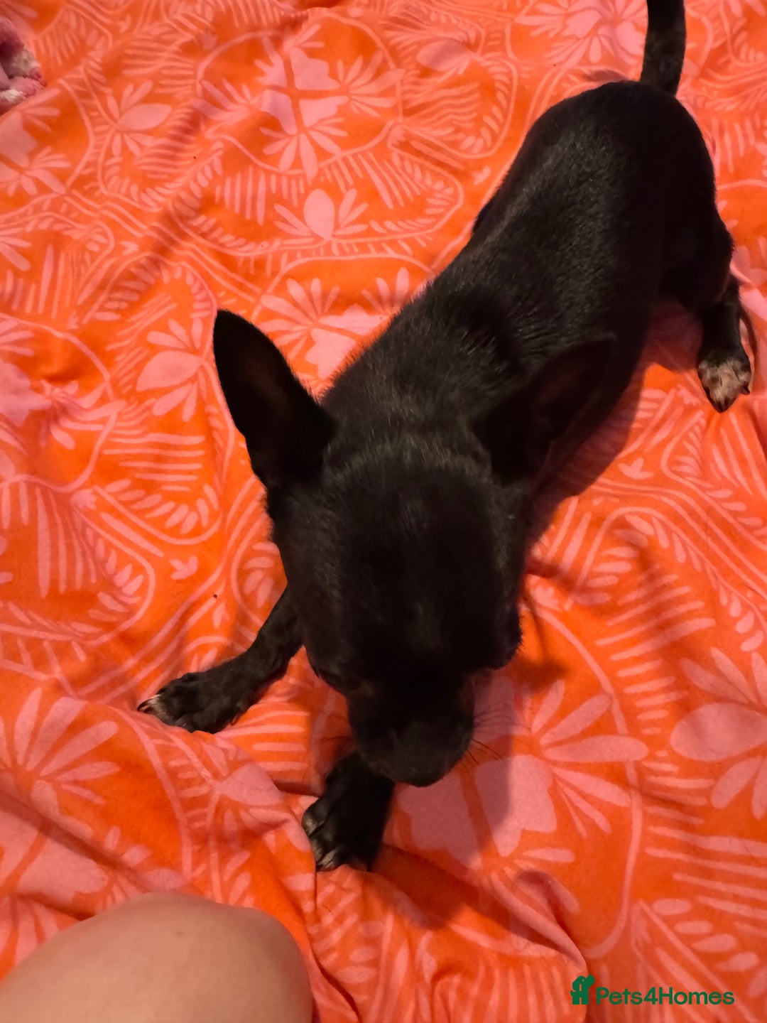 Chihuahua dogs for sale: Stunning absolutely stunning female chihuahua  - Image 5