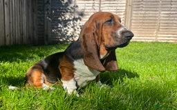 Basset Hound dogs for sale: 5 months old female basset hound - Image 6