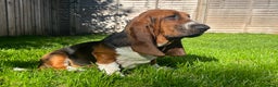 Basset Hound dogs for sale: 5 months old female basset hound - Advert 6