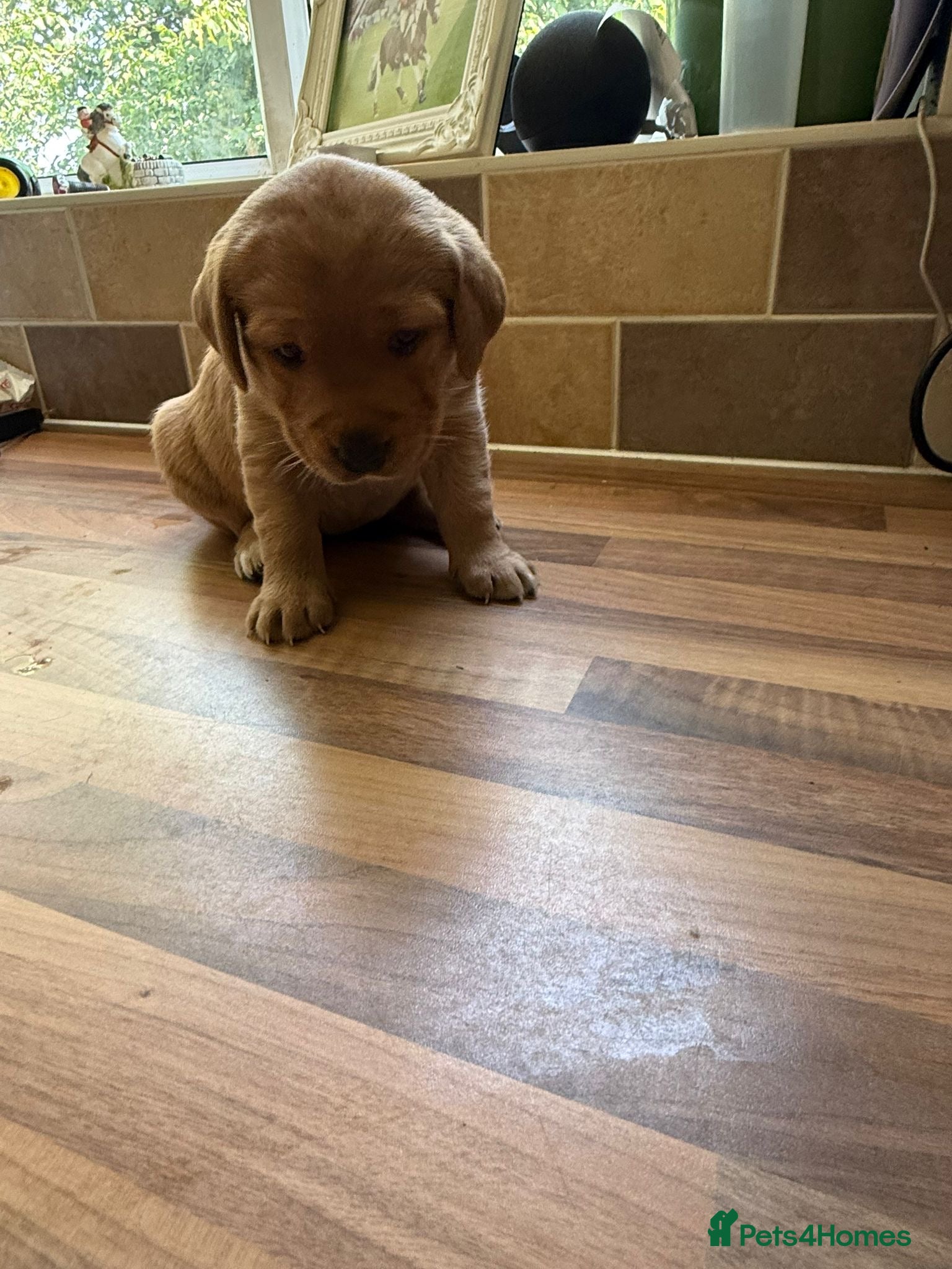 Labrador Retriever dogs Working gun dog line - Advert 2