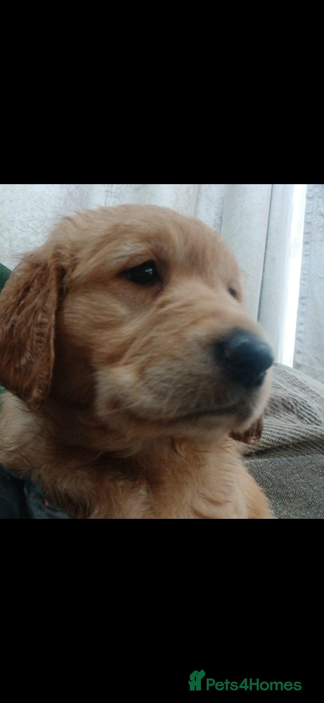 Golden Retriever dogs Ready  to leave GOLDEN RETRIEVERS.  - Advert 11