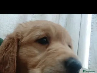 Golden Retriever dogs Ready to leave GOLDEN RETRIEVERS. - Advert 11