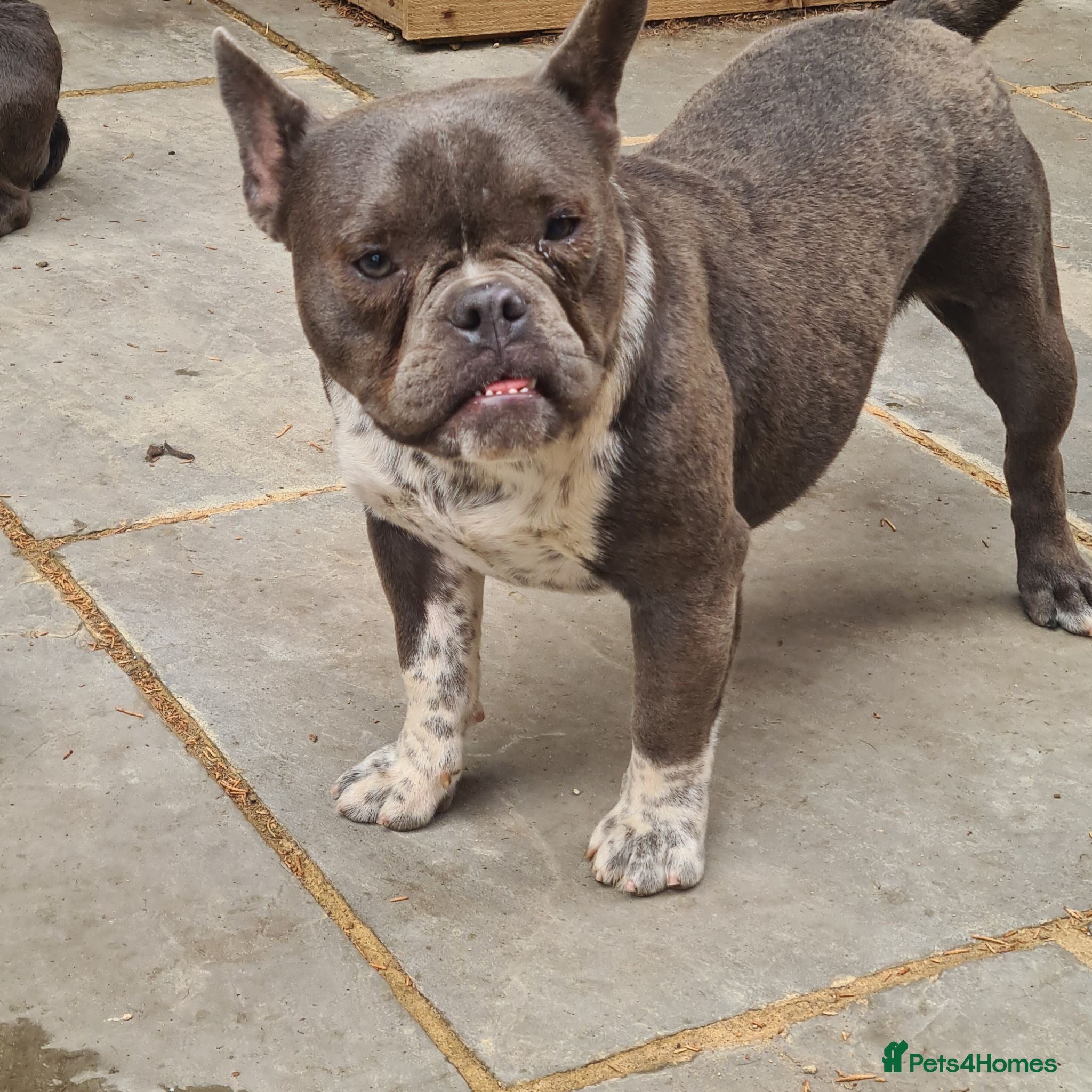 American Bully dogs Socks & Dolly looking for forever homes - Advert 12