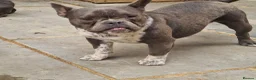 American Bully dogs for sale: Socks & Dolly looking for forever homes - Advert 1