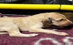 Saluki dogs for sale: Beautiful Saluki (new updated photos)  - Image 26