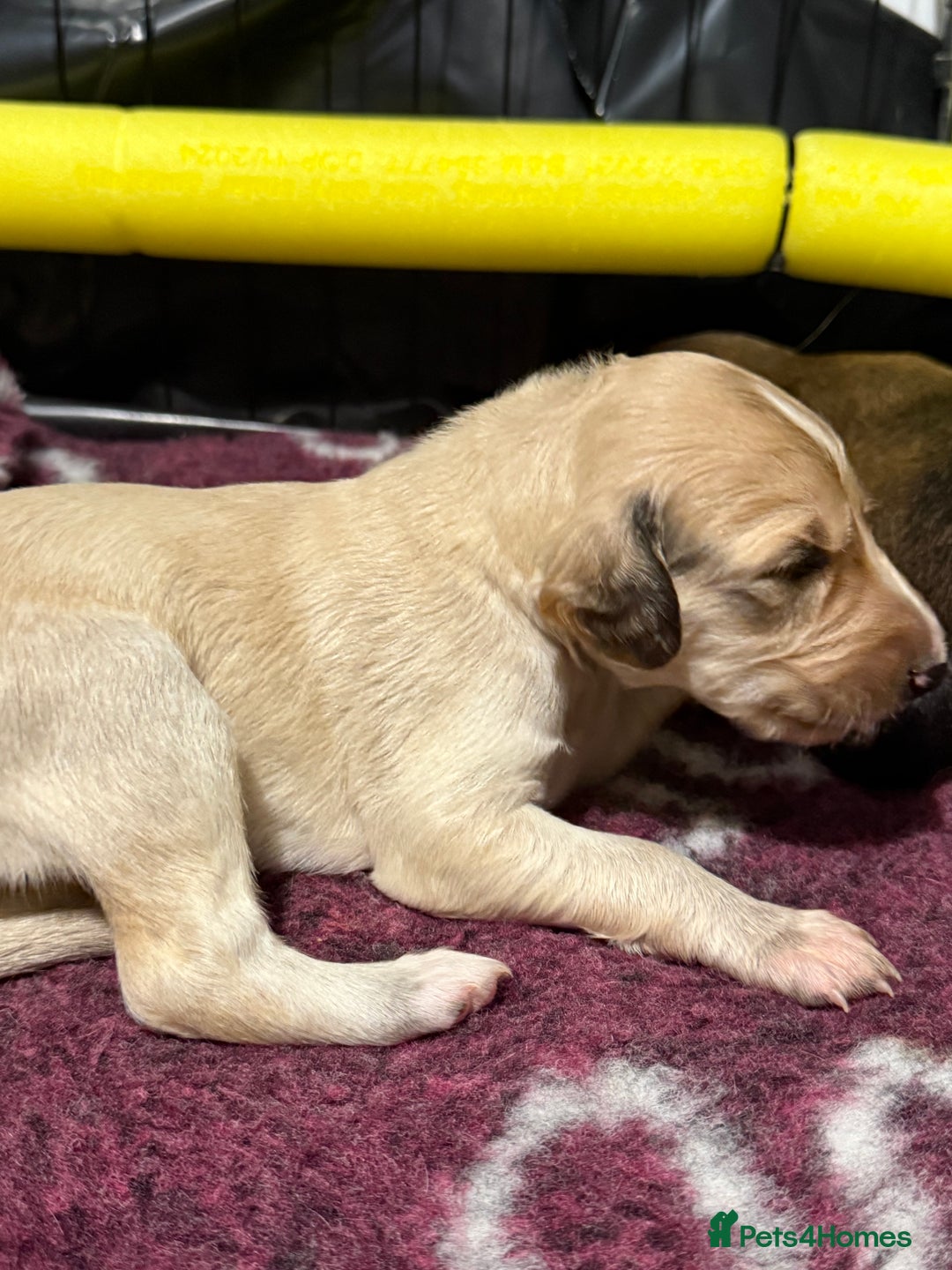 Saluki dogs for sale: Beautiful Saluki (new updated photos)  - Image 26