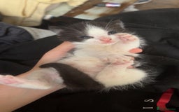 Mixed Breed cats for sale: Male kitten  - Image 3